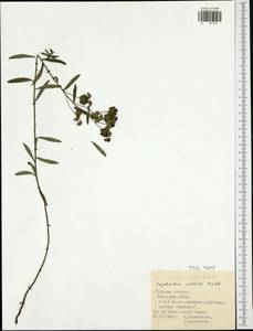 Euphorbia microcarpa (Prokh.) Krylov, Eastern Europe, Central region (E4) (Russia)