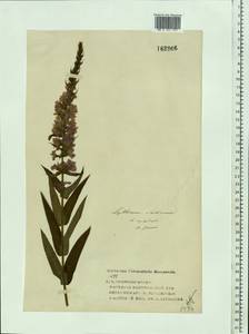 Lythrum salicaria L., Eastern Europe, Volga-Kama region (E7) (Russia)