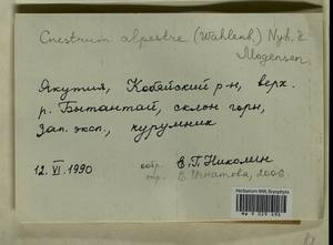 Cnestrum alpestre (Wahlenb.) Nyholm, Bryophytes, Bryophytes - Yakutia (B19) (Russia)