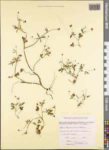 Ranunculus marginatus d'Urv., Caucasus, Black Sea Shore (from Novorossiysk to Adler) (K3) (Russia)