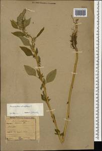 Amaranthus retroflexus L., Caucasus, Abkhazia (K4a) (Abkhazia)