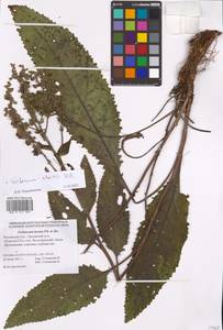 Verbascum chaixii Vill., Eastern Europe, Rostov Oblast (E12a) (Russia)