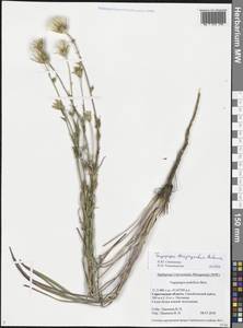 Tragopogon dasyrhynchus Artemczuk, Eastern Europe, Lower Volga region (E9) (Russia)
