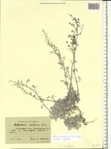 Artemisia hololeuca M. Bieb. ex Besser, Eastern Europe, North Ukrainian region (E11) (Ukraine)