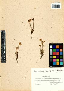 Pedicularis longiflora Rudolph, Siberia, Baikal & Transbaikal region (S4) (Russia)