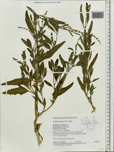 Atriplex patens (Litv.) Iljin, Eastern Europe, Central region (E4) (Russia)