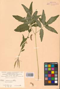 Cardamine bulbifera (L.) Crantz, Eastern Europe, West Ukrainian region (E13) (Ukraine)