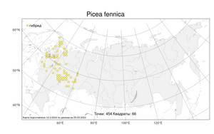 Picea fennica (Regel) Kom., Atlas of the Russian Flora (FLORUS) (Russia)