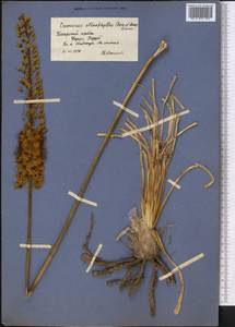 Eremurus stenophyllus, Middle Asia, Pamir & Pamiro-Alai (M2) (Tajikistan)