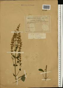 Nepeta nuda subsp. nuda, Eastern Europe, Central region (E4) (Russia)