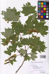 Acer campestre L., Eastern Europe, Central forest-and-steppe region (E6) (Russia)