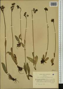 Pilosella aurantiaca, Western Europe (EUR) (Italy)