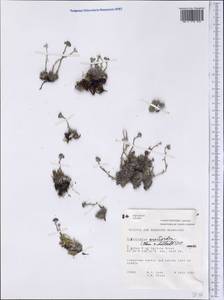 Eritrichium aretioides (Cham.) DC., America (AMER) (Canada)