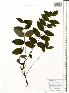 Hypericum androsaemum L., Caucasus, Black Sea Shore (from Novorossiysk to Adler) (K3) (Russia)