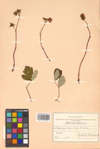 Rubus parvifolius L., Siberia, Russian Far East (S6) (Russia)