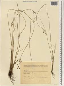 Scirpus, South Asia, South Asia (Asia outside ex-Soviet states and Mongolia) (ASIA) (Vietnam)