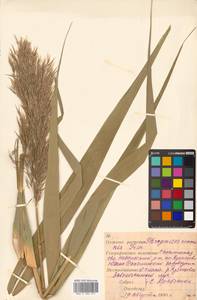 Phragmites australis (Cav.) Trin. ex Steud., Siberia, Russian Far East (S6) (Russia)