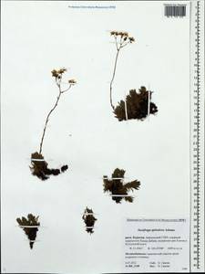 Saxifraga bronchialis subsp. bronchialis, Siberia, Baikal & Transbaikal region (S4) (Russia)