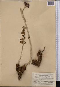 Rhodiola heterodonta (Hook. fil. & Thomson) Boriss., Middle Asia, Northern & Central Tian Shan (M4) (Kyrgyzstan)
