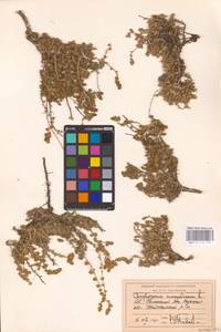 Camphorosma monspeliaca L., Middle Asia, Caspian Ustyurt & Northern Aralia (M8) (Kazakhstan)
