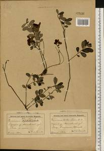 Vaccinium vitis-idaea L., Eastern Europe, Belarus (E3a) (Belarus)