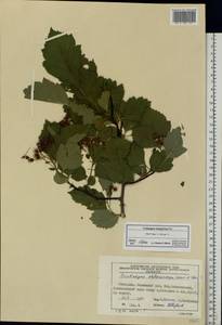Crataegus sanguinea Pall., Eastern Europe, Moscow region (E4a) (Russia)