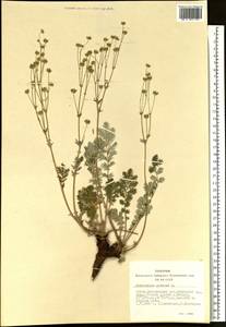 Potentilla sericea L., Siberia, Altai & Sayany Mountains (S2) (Russia)