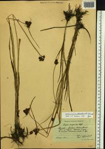 Bolboschoenus planiculmis (F.Schmidt) T.V.Egorova, Siberia, Russian Far East (S6) (Russia)