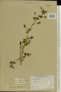 Medicago lupulina L., Eastern Europe, Moscow region (E4a) (Russia)