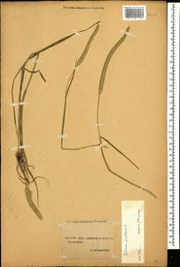 Phleum pratense L., Caucasus, Stavropol Krai, Karachay-Cherkessia & Kabardino-Balkaria (K1b) (Russia)