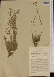 Matthiola fruticulosa (L.) Maire, Western Europe (EUR) (Italy)