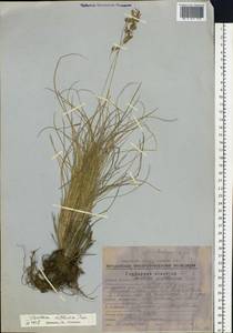 Festuca altaica Trin., Siberia, Chukotka & Kamchatka (S7) (Russia)