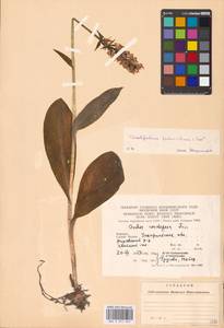Dactylorhiza maculata subsp. fuchsii (Druce) Hyl., Eastern Europe, West Ukrainian region (E13) (Ukraine)