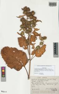 Arctium leiospermum Juz. & Ye. V. Serg., Siberia, Altai & Sayany Mountains (S2) (Russia)