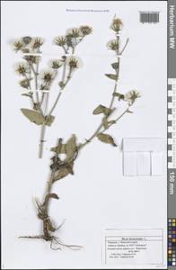 Picris hieracioides L., Eastern Europe, Middle Volga region (E8) (Russia)