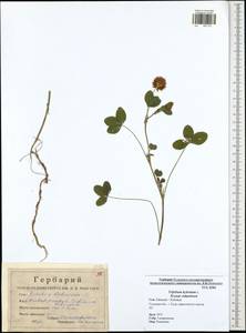 Trifolium hybridum L., Eastern Europe, Central region (E4) (Russia)