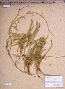 Lycopodium lagopus (Laest. ex C.Hartm.) Zinserl. ex Kuzen., Siberia, Altai & Sayany Mountains (S2) (Russia)