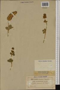 Trifolium incarnatum L., Western Europe (EUR) (France)