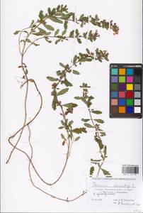 MHA 0 155 191, Teucrium chamaedrys L., Eastern Europe, South Ukrainian region (E12) (Ukraine)
