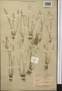 Catabrosella humilis (M.Bieb.) Tzvelev, Middle Asia, Northern & Central Kazakhstan (M10) (Kazakhstan)