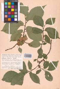 Ulmus laevis Pall., Eastern Europe, Lower Volga region (E9) (Russia)