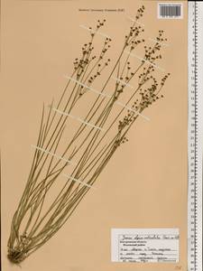 Juncus alpinoarticulatus Chaix, Eastern Europe, Central forest region (E5) (Russia)