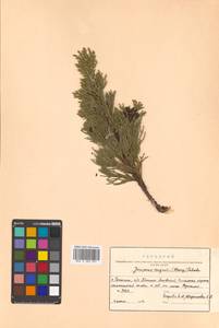 Juniperus chinensis var. sargentii A. Henry, Siberia, Russian Far East (S6) (Russia)