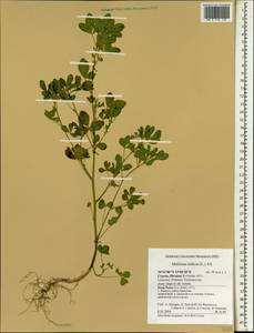 Melilotus indicus (L.)All., South Asia, South Asia (Asia outside ex-Soviet states and Mongolia) (ASIA) (Cyprus)