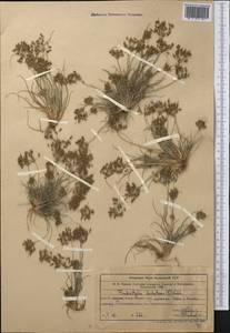 Fimbristylis dichotoma (L.) Vahl, Middle Asia, Syr-Darian deserts & Kyzylkum (M7) (Kazakhstan)