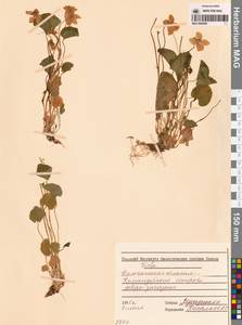 Viola langsdorfii (Regel) Fisch. ex Ging., Siberia, Chukotka & Kamchatka (S7) (Russia)