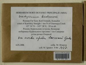 Brachythecium buchananii (Hook.) A. Jaeger, Bryophytes, Bryophytes - Russian Far East (excl. Chukotka & Kamchatka) (B20) (Russia)