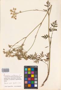 Silphiodaucus prutenicus subsp. prutenicus, Eastern Europe, Belarus (E3a) (Belarus)