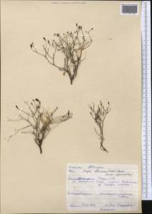 Askellia flexuosa (Ledeb.) W. A. Weber, Middle Asia, Pamir & Pamiro-Alai (M2) (Tajikistan)