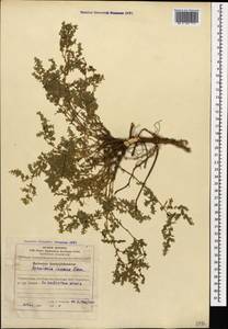 Herniaria incana Lam., Caucasus, Azerbaijan (K6) (Azerbaijan)